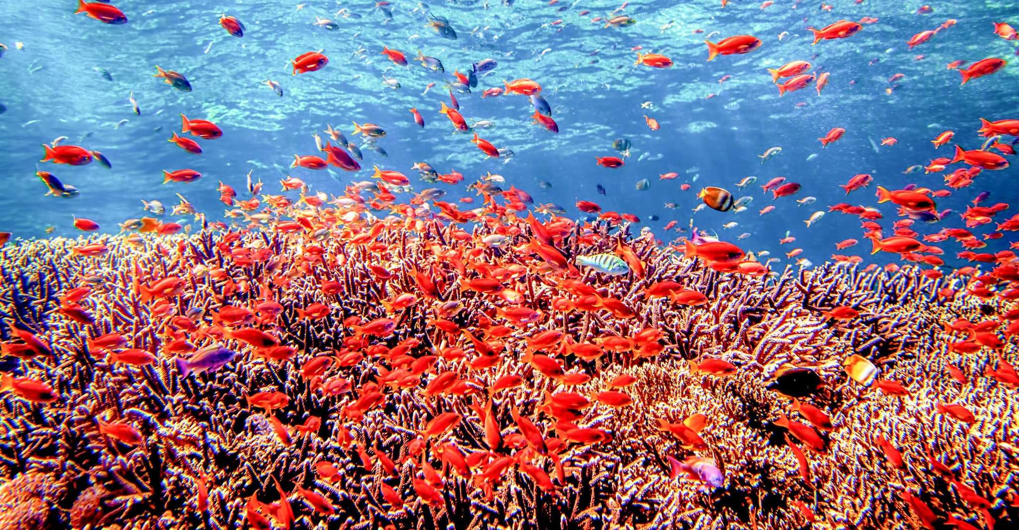 Bali, Tulamben Bay et l'USAT Liberty Wreck Dive - Hizvo