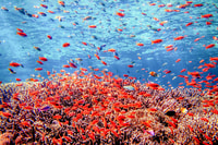 Bali, Tulamben Bay et l'USAT Liberty Wreck Dive - Hizvo