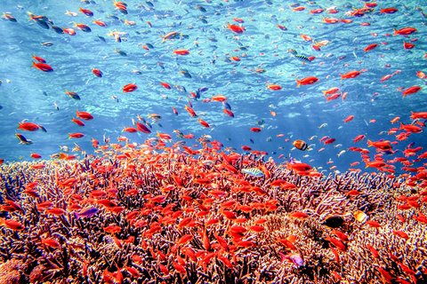 Bali: Tulamben Bay und Tauchgang zum Wrack der USAT Liberty