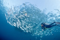 Bali, Tulamben Bay et l'USAT Liberty Wreck Dive - Hizvo