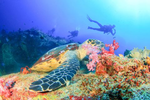 Bali: duiken voor beginners in de Padangbai Blue Lagoon