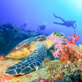Bali: Padangbai Blue Lagoon Beginner's Dive Experience
