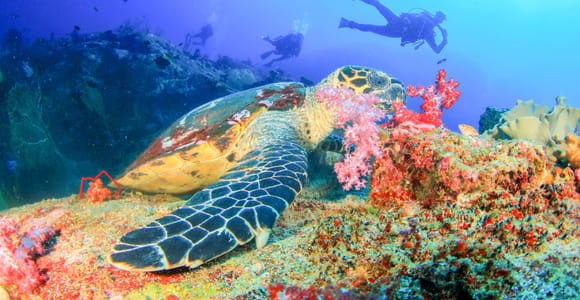 Bali: Padangbai Blue Lagoon Beginner&#39;s Dive Experience