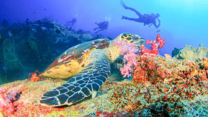 bali padangbai blue lagoon beginners dive experience