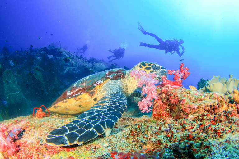 Bali: duiken voor beginners in de baai van TulambenBali: duiken voor beginners bij de baai van Tulamben