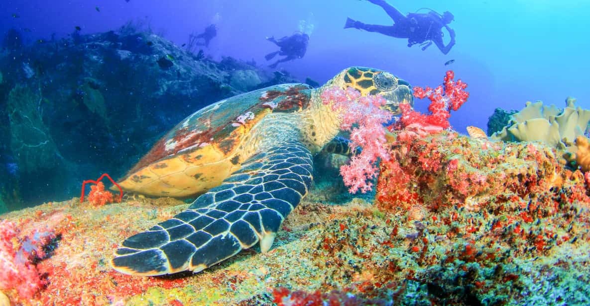 Bali: Tulamben Bay Beginner's Dive Experience