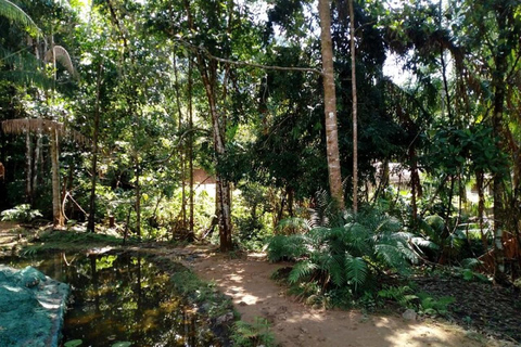 From Colombo: Kanneliya Rainforest Waterfalls Tour with Swim