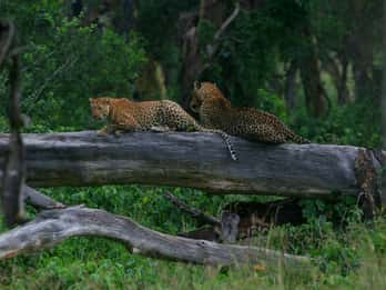 Ab Nairobi: Expresstour zum Nakurusee Ab Nairobi: Expresstour zum Nakurusee