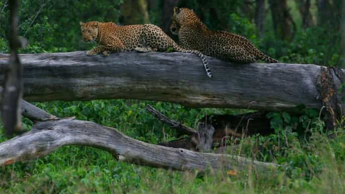 de nairobi private lake nakuru express tour