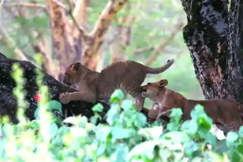 Safari privado de 4 días al Lago Nakuru y Maasai Mara