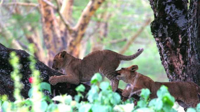 lake nakuru and maasai mara private 4 day safari