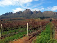 Da Stellenbosch, Hop-On Hop-Off Wine Tour Southern Route - Housity