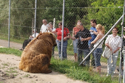 Budapest: transporte y visita guiada al santuario de osos y lobos