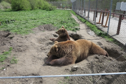 Budapest: transport et visite guidée du sanctuaire des ours et des loups