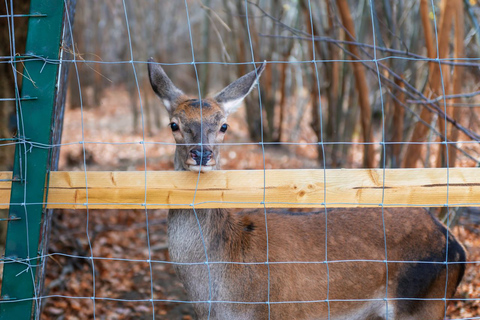 Van Boekarest: Dracula's Castle & Bear Sanctuary-dagtour