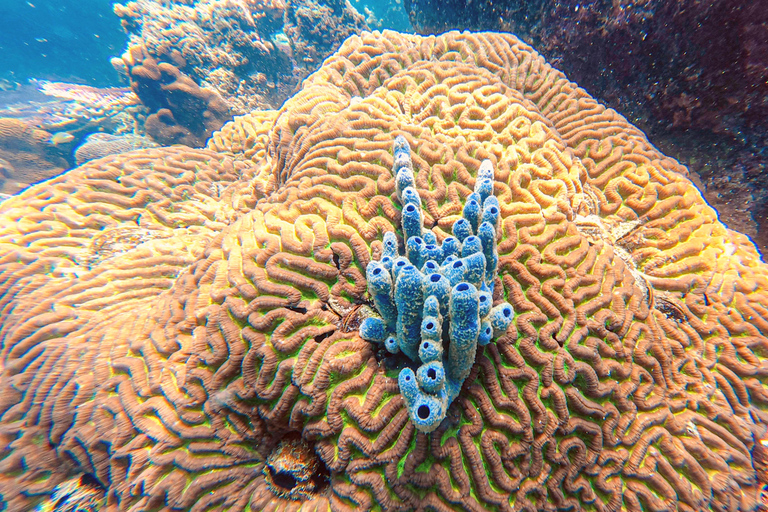 Koh Tao: Snorkel with Turtles at Nangyuan with Fewer Crowds