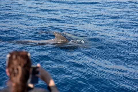 Tenerife: Tour c/ Baleias, Golfinhos e Vistas Submarinas