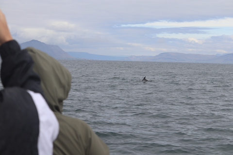 Desde Reikiavik: avistamiento de ballenas y aurora boreal