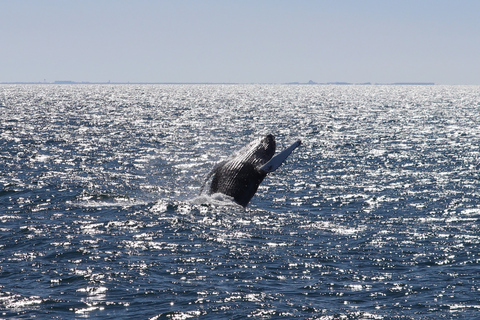 Desde Reikiavik: avistamiento de ballenas y aurora boreal