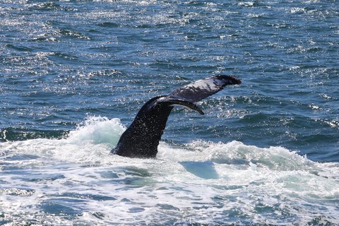 De Reykjavík: observation des baleines et aurores boréales