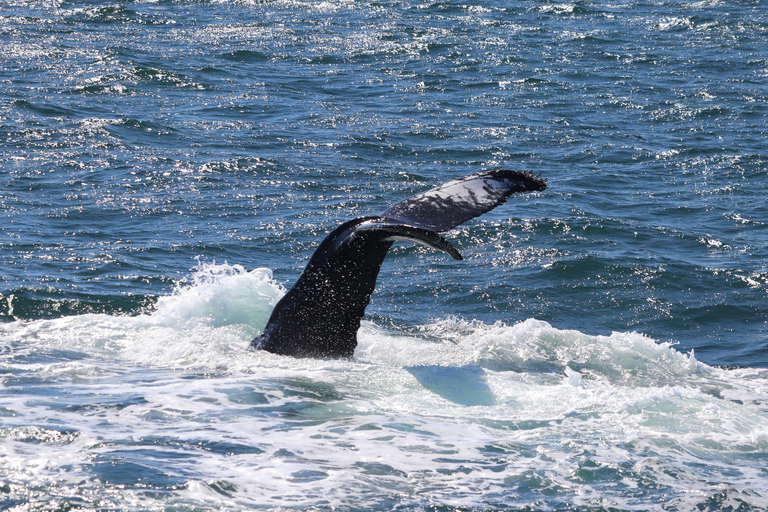 From Reykjavík: Whale Watching and Northern Lights Combo