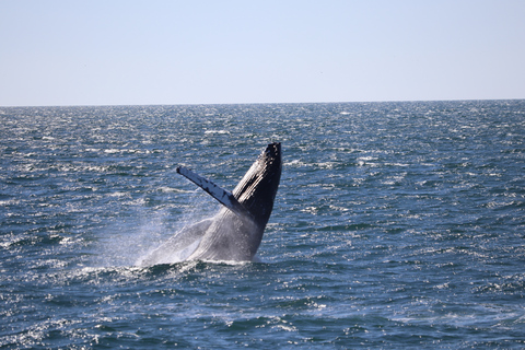 Desde Reikiavik: avistamiento de ballenas y aurora boreal