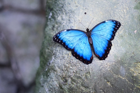 Prag: Tagesticket für Schmetterlingshaus Papilonia