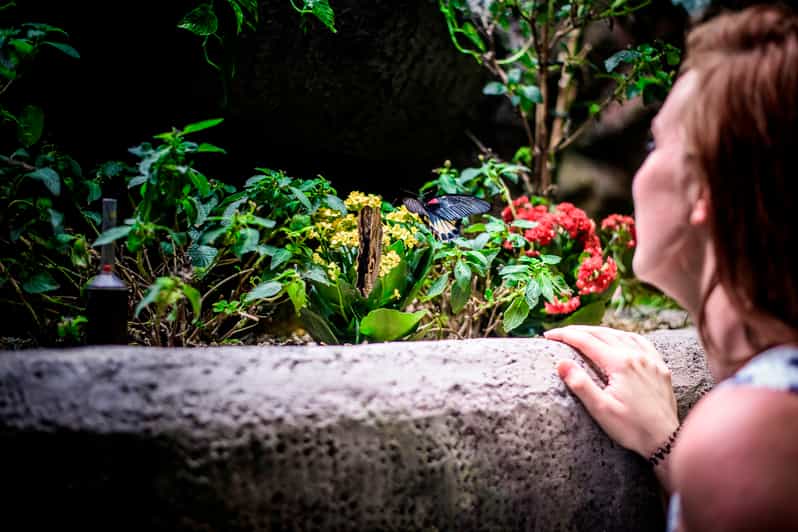 Schmetterlingshaus Papilonia Prag Tagesticket GetYourGuide