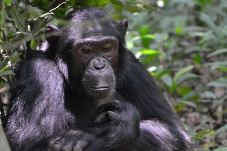 Uganda: Exploración de 8 días de trekking de simios y safari de gemas