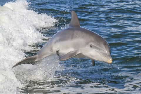 Noosa Heads: Ocean Rider Dolphin Safari