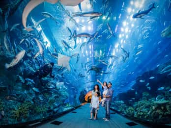 Dubai Aquarium & Unterwasserzoo: Tagesticket Dubai Aquarium & Unterwasserzoo: Tagesticket