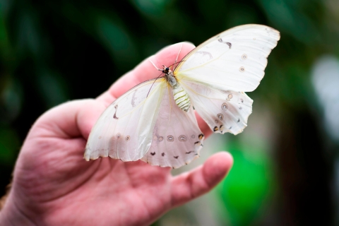 Praag: vlindertuin Papilonia