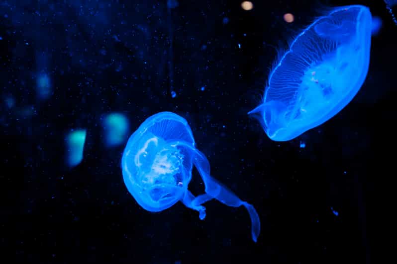 Dubai Aquarium and Underwater Zoo Day Ticket GetYourGuide