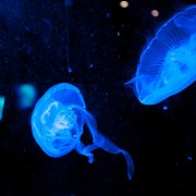 Dubai Aquarium & Underwater Zoo: dagkaart