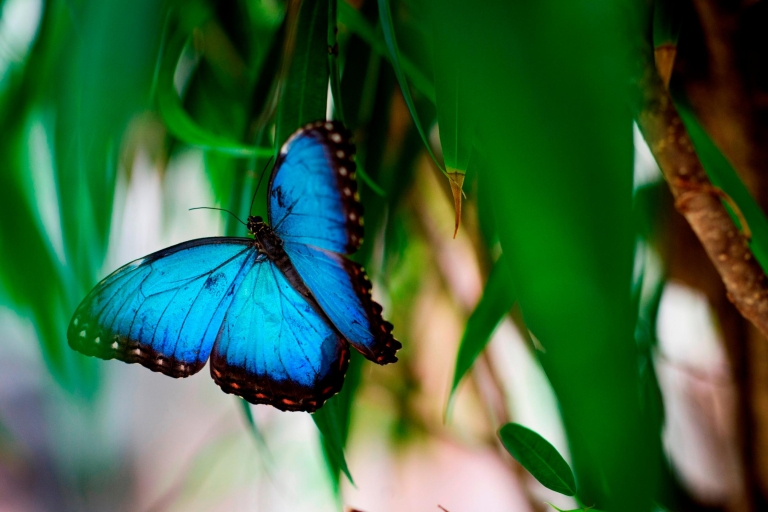 Praag: vlindertuin Papilonia