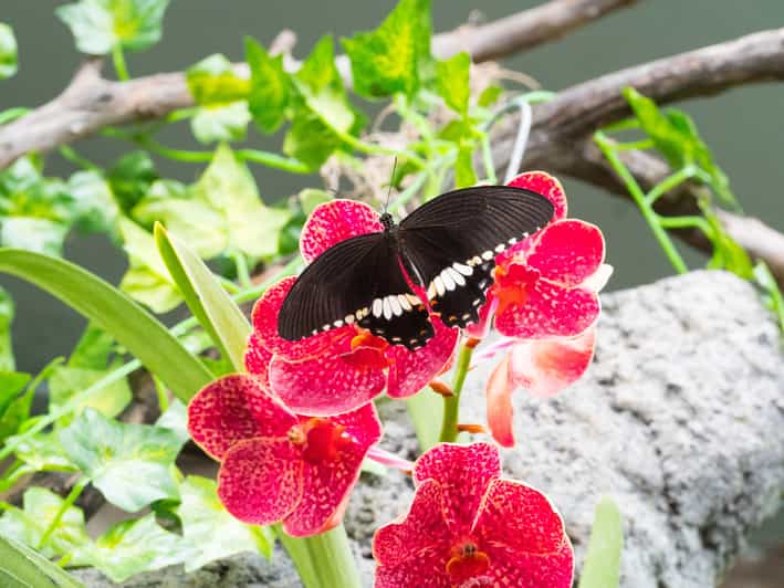 Prague Papilonia Butterfly House GetYourGuide