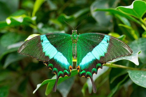 Praga: Papilonia Butterfly House