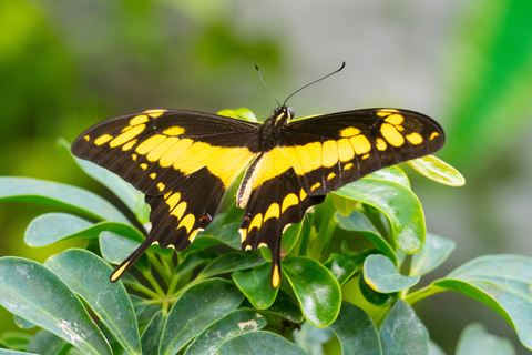 Praag: vlindertuin Papilonia