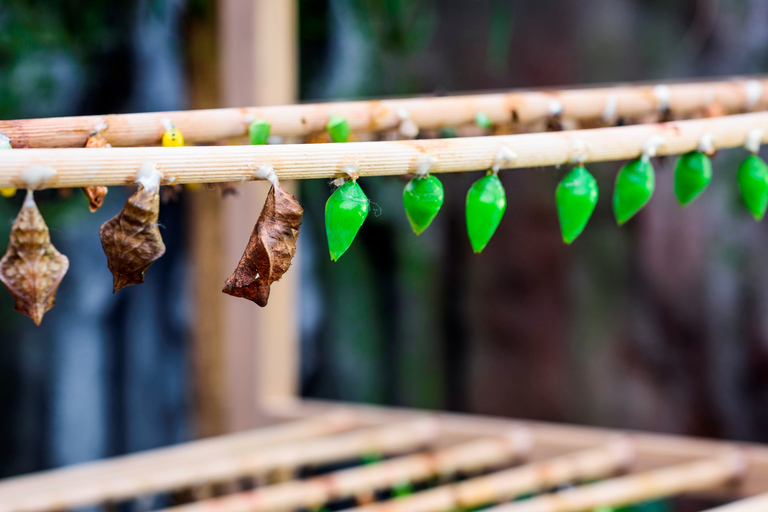 Praga: Papilonia Butterfly House