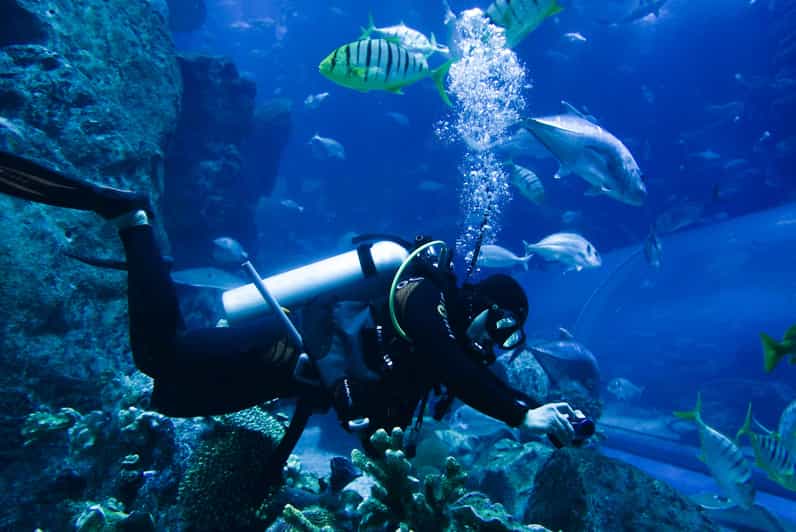 Dubai Aquarium, Underwater Zoo & Penguin Cove Experience GetYourGuide