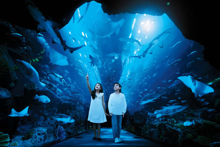 Dubai Aquarium, Underwater Zoo & Penguin Cove Experience