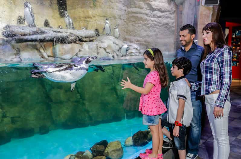 Dubai Aquarium and Underwater Zoo Ticket and Penguin Cove GetYourGuide