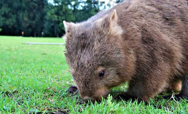 wombats tour sydney