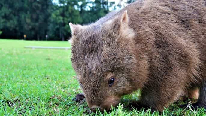 sydney walking with wombats experience