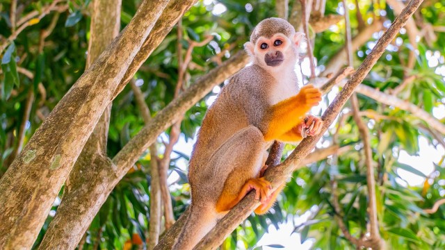 Visit From Bayahibe Half Day Monkeyland Safari in La Romana