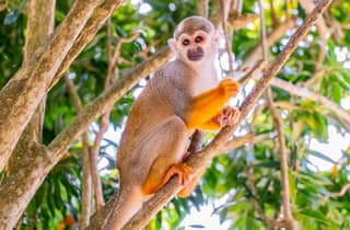Von Bayahibe aus: Halbtägige Affenland-Safari