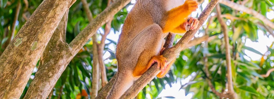 Au départ de Bayahibe : Safari d'une demi-journée à Monkeyland
