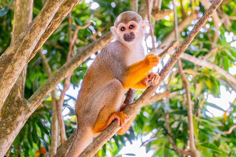 From Bayahibe: Half Day Monkeyland Safari