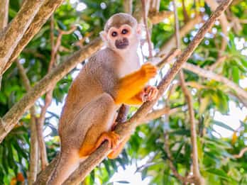From Bayahibe: Half Day Monkeyland Safari