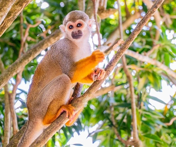 From Bayahibe: Half Day Monkeyland Safari